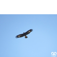 گونه عقاب طلایی Golden Eagle